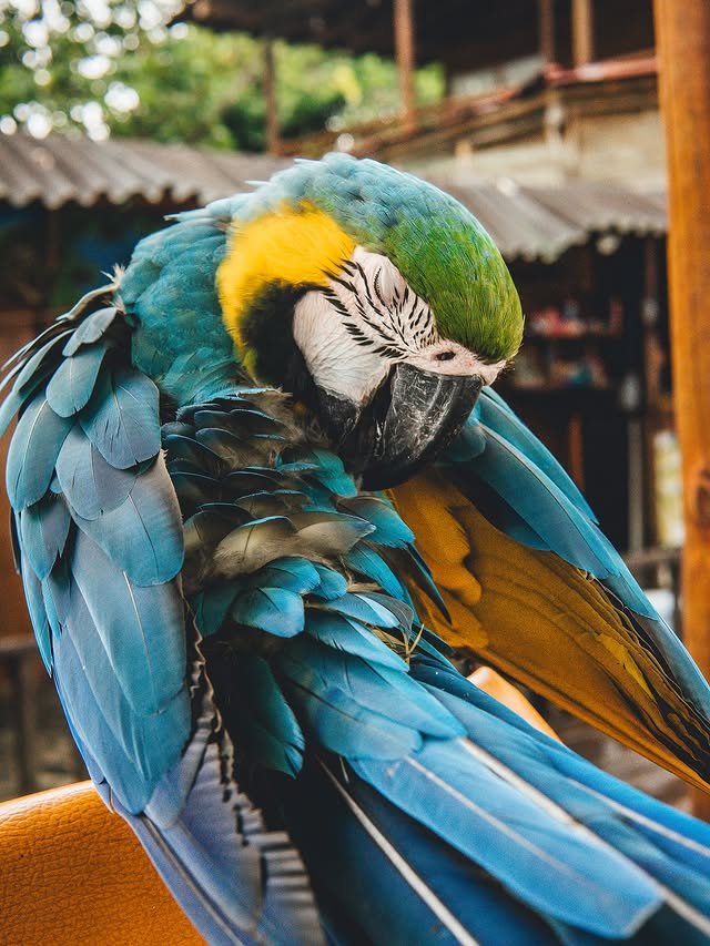 papagayo durmiendo